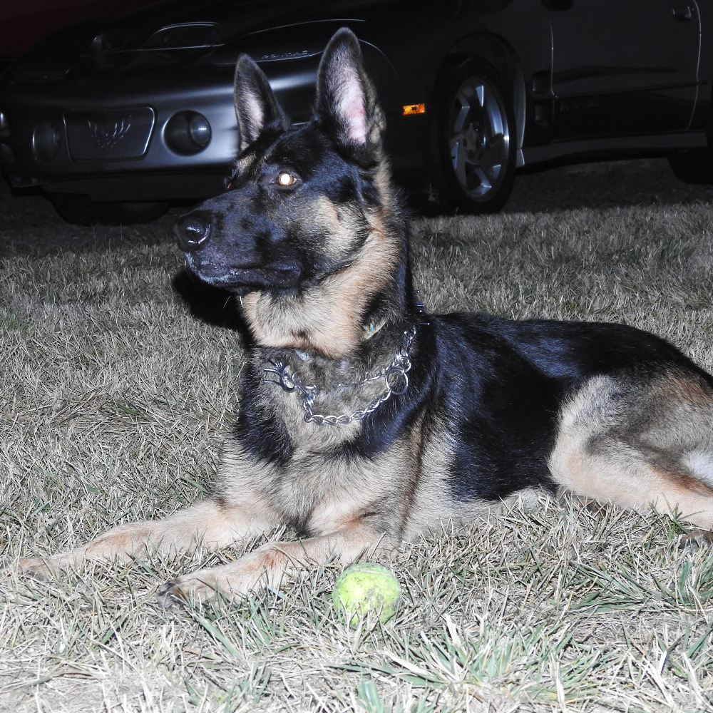 Meet your Posher, Theo